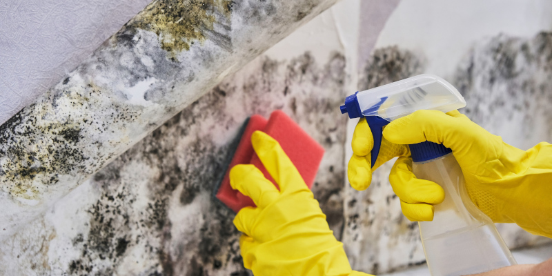 Professional Mold Removal in Topeka, Kansas