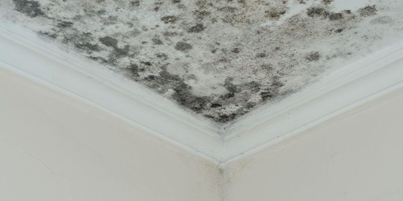 The Effects of Mold Damage