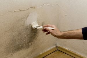 The Dos and Don’ts of Mold Damage