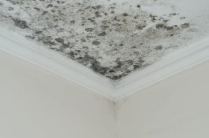 How to Best Remediate Mold Damage in Your Home