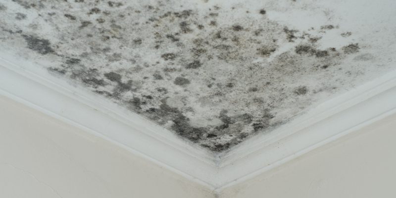 How to Best Remediate Mold Damage in Your Home