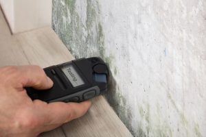 What to Expect from Mold Testing Services