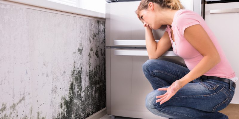 What to Do When You Discover Mold Damage in Your House